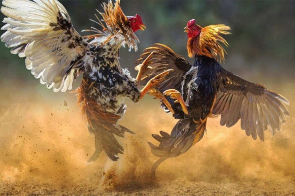 Các hình thức đá gà trực tiếp tại Thắng88